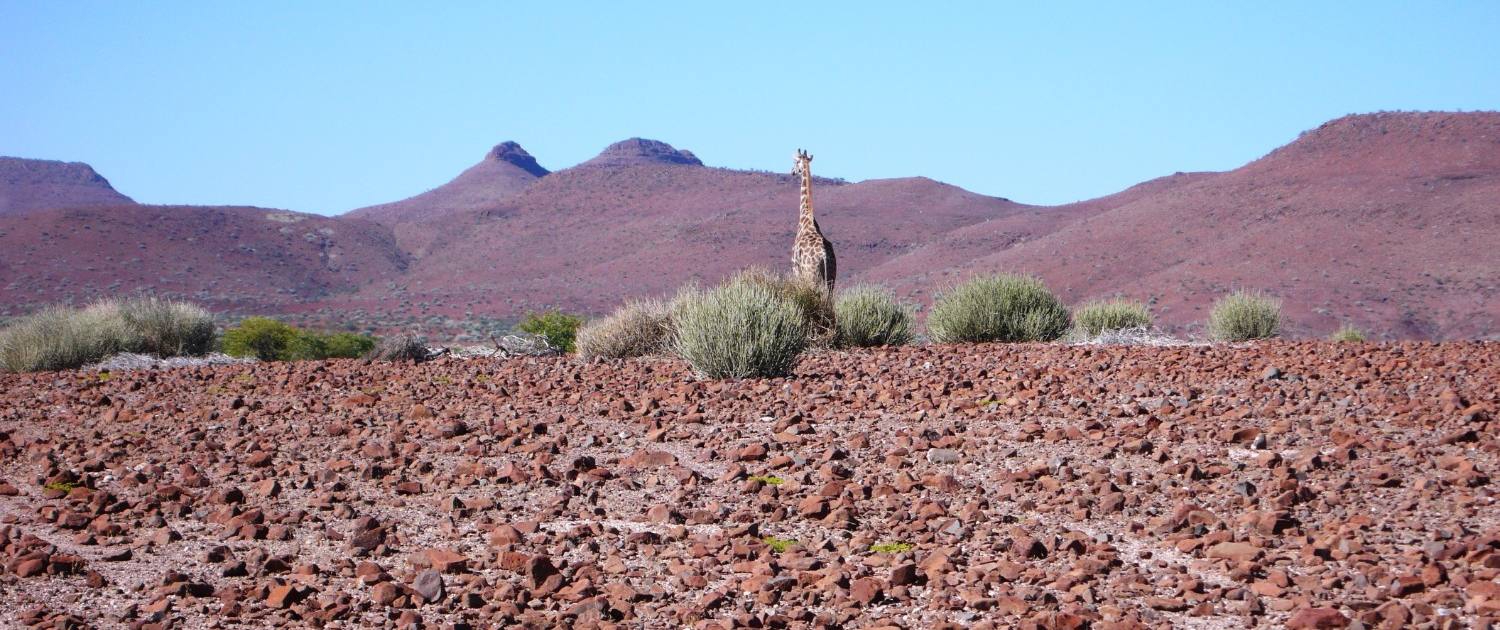 Namibie Allroad motorreis BERRT Giraffe