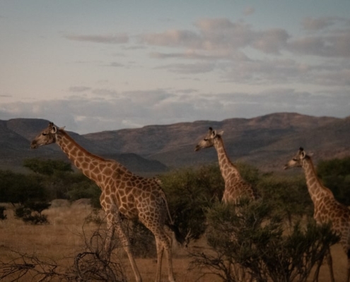 BMW Motorrad GS Trophy 2024 Namibie - Follow the Trails - BERRT giraffes